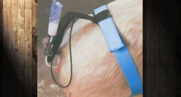 Jak správně uměle oplodnit prasata?